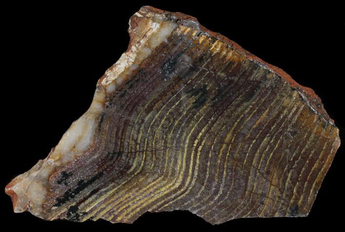Strelley Pool Stromatolite - Oldest Known Life ( Billion Years) #39040